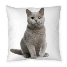 British Shorthair Kitten Cushion